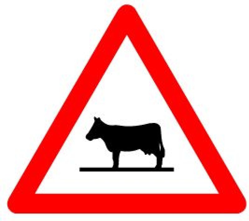 1.25 Tiere (Kuh) Grösse cm: 60, Ausführung: Scotchlite HI